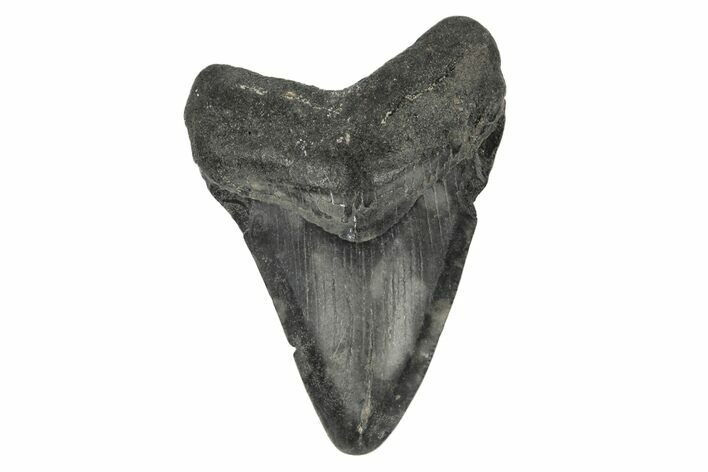 Juvenile Megalodon Tooth - South Carolina #168182